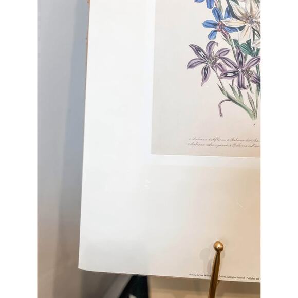 Unframed Baboon Flower Botanical Print‎ – Vintage Style - Picture 4 of 4
